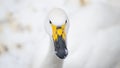 Portrait of whooper swan (Cygnus cygnus) bird. Royalty Free Stock Photo