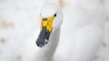 Portrait of whooper swan (Cygnus cygnus) bird. Royalty Free Stock Photo