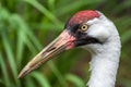 Portrait of a whooping crane Grus americana - Homosassa, Florida, USA Royalty Free Stock Photo