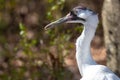 Portrait of Whooping Crane Royalty Free Stock Photo