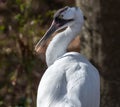 Portrait of Whooping Crane Royalty Free Stock Photo