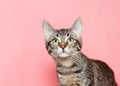 Portrait of a wide eyed tabby kitten on pink background Royalty Free Stock Photo