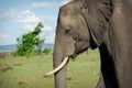 Portrait of wild adult african elephant Royalty Free Stock Photo