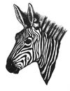 Portrait Of A Wild African Animal Zebra In Black And White Head Of A Cloven Hoofed Horse