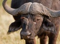 Portrait of a wild african buffalo Royalty Free Stock Photo