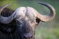 A portrait of wild african buffalo Royalty Free Stock Photo