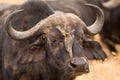 Portrait of a wild african buffalo