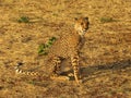 Portrait of a wild african cheetah Royalty Free Stock Photo