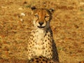 Portrait of a wild african cheetah Royalty Free Stock Photo