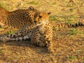 Portrait of a wild african cheetah Royalty Free Stock Photo