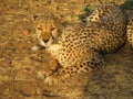 Portrait of a wild african cheetah Royalty Free Stock Photo