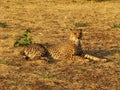 Portrait of a wild african cheetah Royalty Free Stock Photo