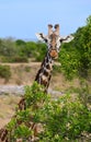 Portrait of a wild African giraffe grazing Royalty Free Stock Photo