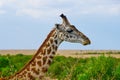 Portrait of a wild African giraffe. Kenya Royalty Free Stock Photo