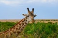 Portrait of a wild African giraffe in the natural environment Royalty Free Stock Photo