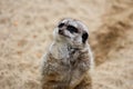 Portrait of wild African Meerkat Suricata suricatta Royalty Free Stock Photo