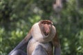 Family of wild Proboscis monkey or Nasalis larvatus, in the rainforest of island Borneo, Malaysia Royalty Free Stock Photo