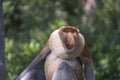 Family of wild Proboscis monkey or Nasalis larvatus, in the rainforest of island Borneo, Malaysia, close up Royalty Free Stock Photo