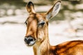 Portrait Of Wild Antelope