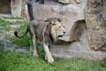 Portrait of a wild asiatic lion