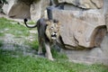 Portrait of a wild asiatic lion