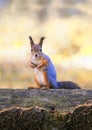 Portrait of a wild beautiful funny squirrel stands in an autumn