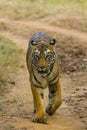 Wild Bengal Tigress Portrait Royalty Free Stock Photo