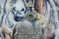 Portrait of a wild bird gray falcon