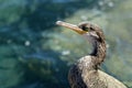 Portrait of wild bird Royalty Free Stock Photo