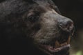 portrait of wild black bear Royalty Free Stock Photo