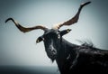 Portrait of a wild black goat with long horns on the light gray background Royalty Free Stock Photo