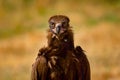 Portrait of a wild black vulture Royalty Free Stock Photo