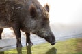 Portrait of a wild boar drinking water in a stream Royalty Free Stock Photo