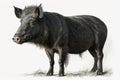 Portrait of a wild boar in a forest, isolataed in white. Ai generated