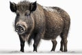 Portrait of a wild boar in a forest, isolataed in white. Ai generated
