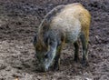 Portrait of a wild boar grubbing the earth, instinctual pig behavior, common animal specie from Eurasia