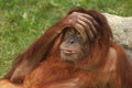 Portrait of wild brown red monkey orangutan Pongo pygmaeus with hand on his head, liying on stone. Sad monkey emotion `Oh my God` Royalty Free Stock Photo