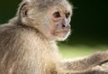 Portrait of a wild Capuchin monkey