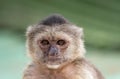 Portrait of a wild Capuchin monkey looking at camera