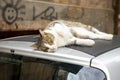 Portrait of a wild cat. Homeless cats on the streets of Tbilisi.