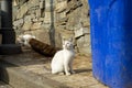 Portrait of a wild cat. Homeless cats on the streets of Tbilisi.