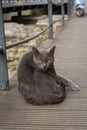 Portrait of a wild cat. Homeless cats on the streets of Tbilisi.