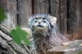 Portrait of a wild cat in a zoo