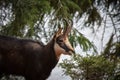 Goat antelope Royalty Free Stock Photo
