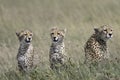 Portrait of wild cheetah Royalty Free Stock Photo