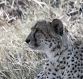 Portrait of a wild cheetah lying on a daybed in the grass of the savanna in soft focus Royalty Free Stock Photo