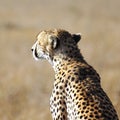 Portrait of a wild cheetah in savanna Royalty Free Stock Photo