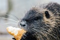 Portrait of wild coypu eating a bread Royalty Free Stock Photo