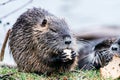 Portrait of wild coypu eating a bread Royalty Free Stock Photo