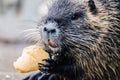 Portrait of wild coypu eating a bread Royalty Free Stock Photo